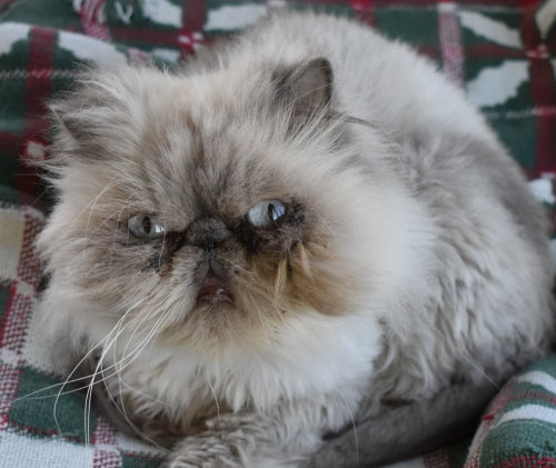 Carbon Monoxide Poisoning in Pets