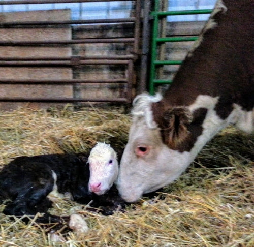 Tips for a Successful Embryo Transfer (ET) Program