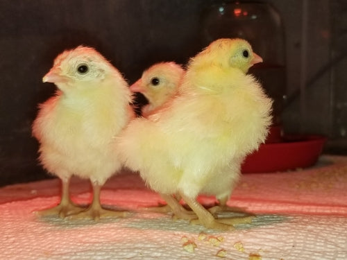 Managing a Chicken Brooder