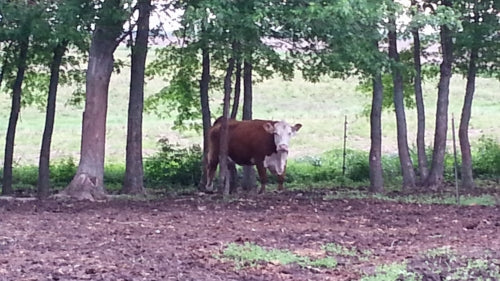Bleeding Emergencies in Cattle