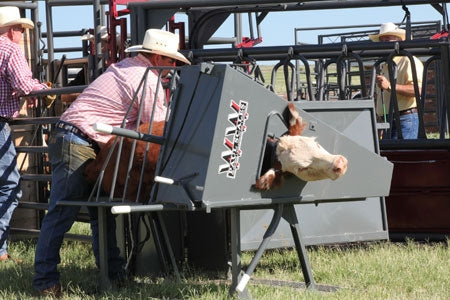 Castration in Calves