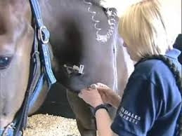 Equine Strangles Disaster?