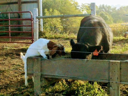 Sheep/Goat Deworming
