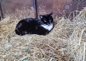 Fleas – Where Are They Coming From?