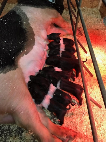 Managing At-Risk Piglets Part 1: Colostrum Intake