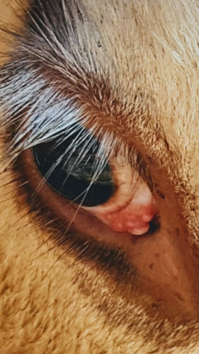 Identifying Ophthalmic Cancer in Cattle