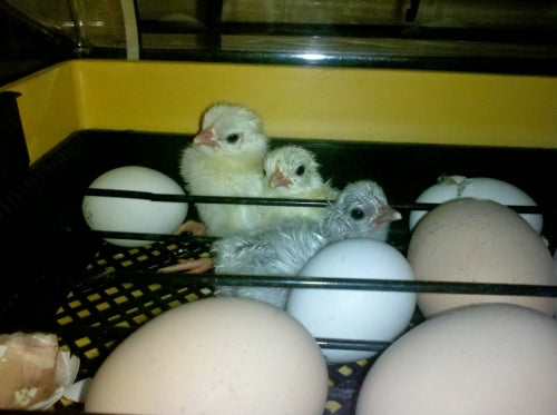 Incubating Chicken Eggs