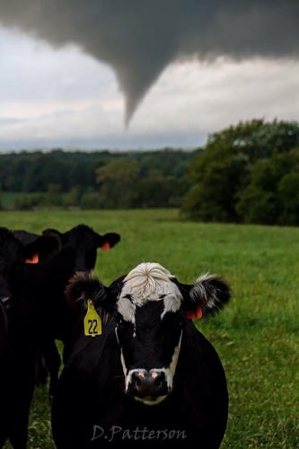 Magnetizing Cattle for Tornado Season