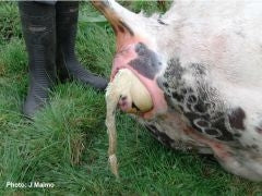 Detecting Dystocia in Ruminants