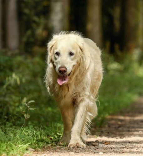 How old is too old for a dog to get vaccinations?