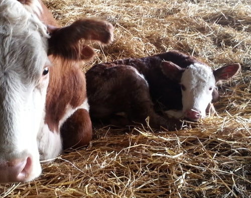 Nursing Difficulties in Calves