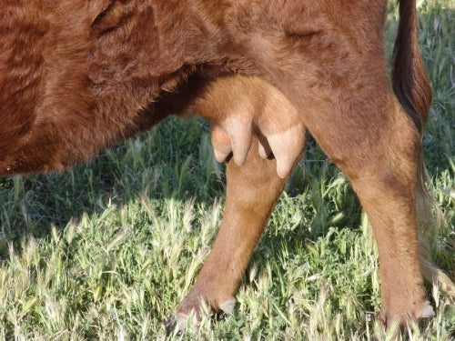 Carrot Teats in Cows