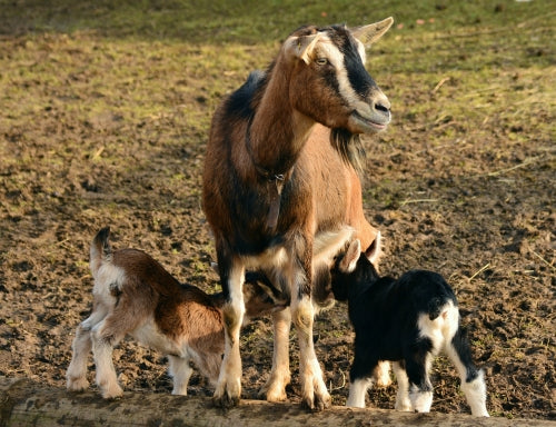 Supernumerary Teats In Cattle and Goats