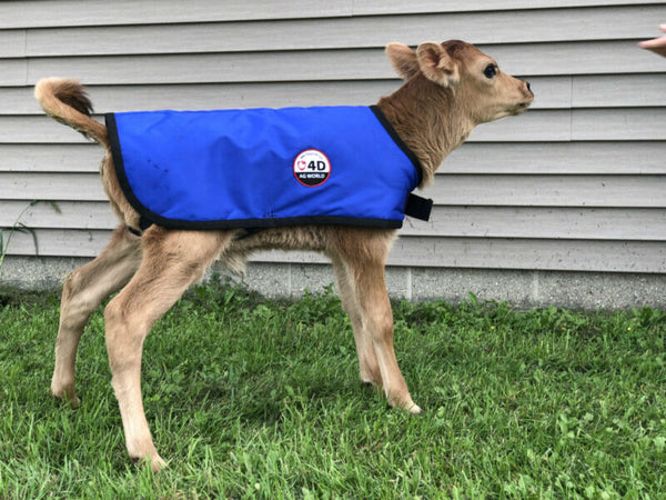 4-D AG Blue Calf Jacket : XL