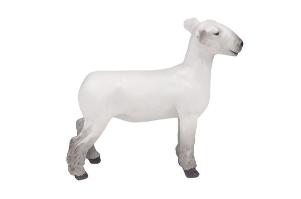 Little Buster Champion Dorset Market Lamb