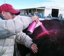 Detect Her Fluorescent Pink Upright Spray : 12oz