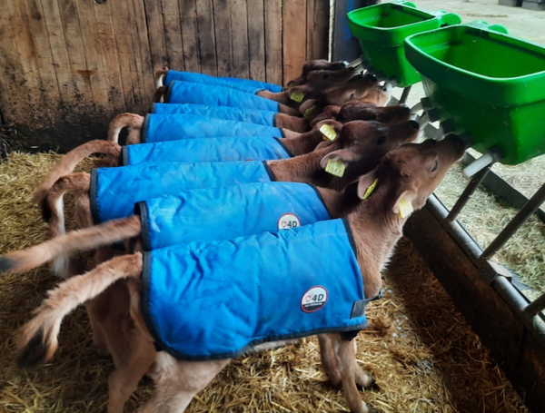 4-D AG Blue Calf Jacket : XL