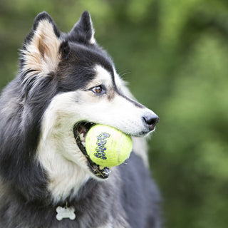 Kong Sqeakair Ball : Medium