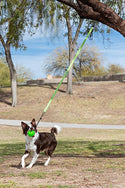 Jolly Pet Tree Tugger Dog Toy