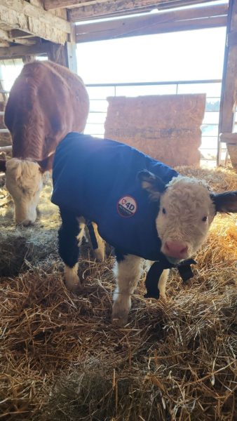 4-D AG Blue Calf Jacket : XL