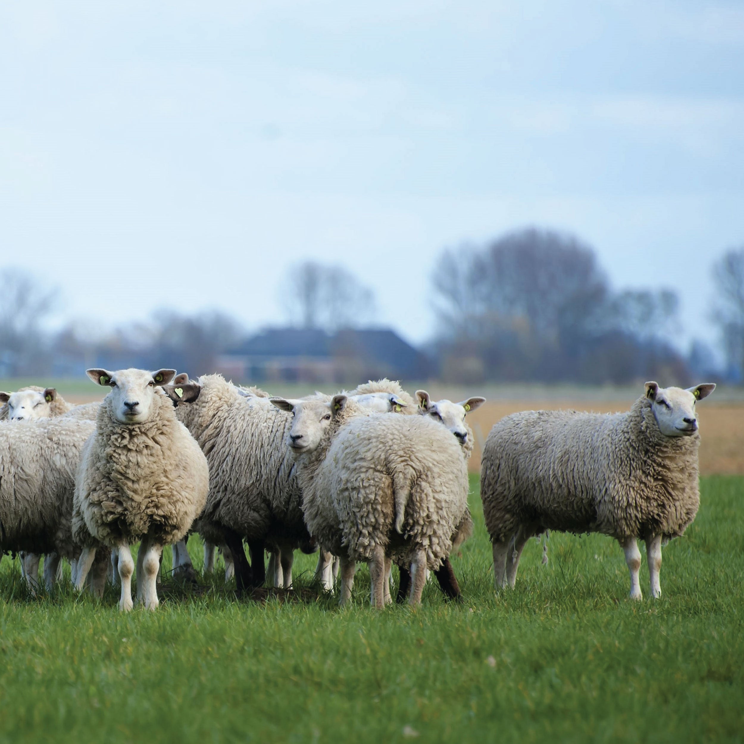 LIVESTOCK