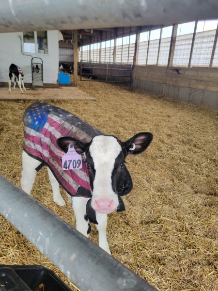 4-D AG USA Print Calf Jacket : Large