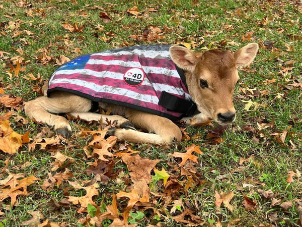 4-D AG USA Print Calf Jacket : Large