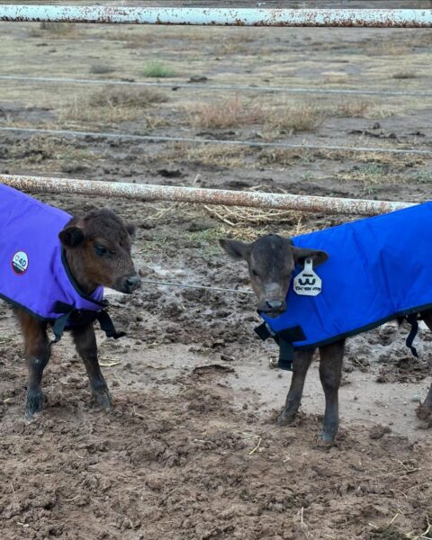 4-D AG Blue Calf Jacket : XL