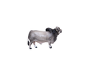 Little Buster Toys Brahman Bull