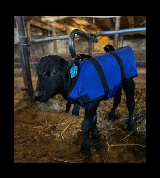 4-D AG Blue Calf Jacket : XL