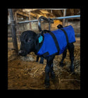 4-D AG Blue Calf Jacket : XL