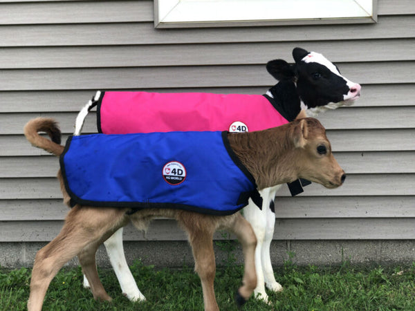 4-D AG Blue Calf Jacket : XL