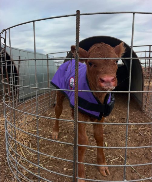 4-D AG Purple Calf Jacket : Medium