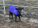 4-D AG Purple Calf Jacket : Medium