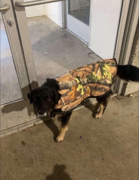 4-D Ag Camo Print Calf Jacket : Large