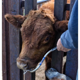 Easy Boss E Oral Distraction Tool