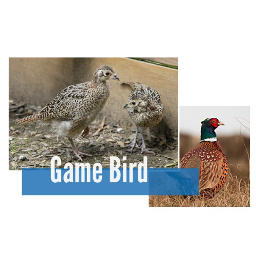 Big Gain 28% Gamebird Starter XGR 7980 : 50lb