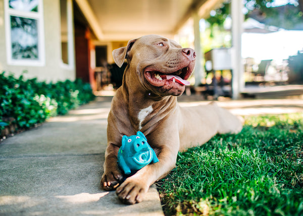Globlets (Grunting Pig ) Toy Assorted : 8.25 inches
