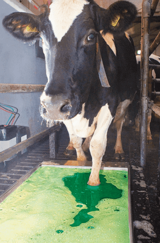 Healmax Footbath Concentrate : 5 Gal