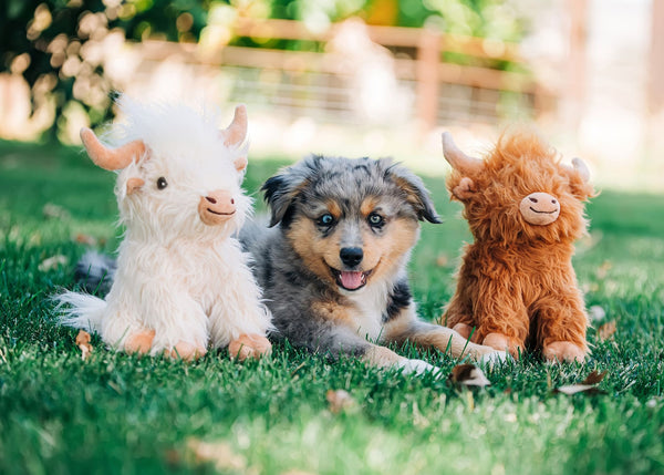 Highland Cow Dog Toy Assorted : 8 inches