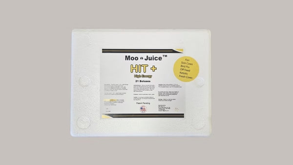 Moo Juice Hit Plus High Energy Boluses : 42ct