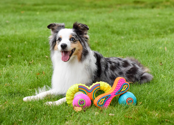 Grooverz TPR Bone Dog Toy Assorted : 7 inches