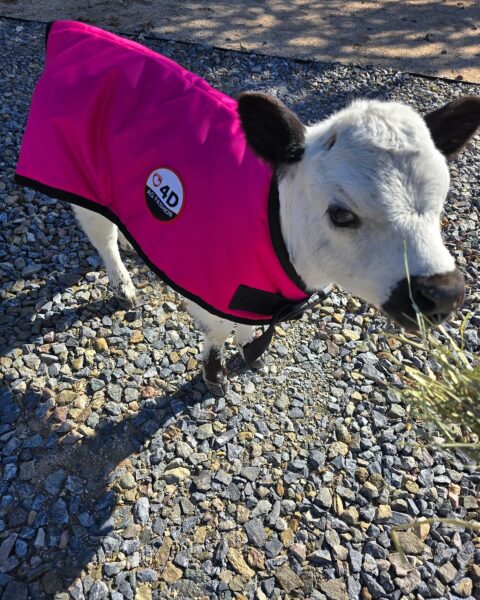 4-D AG Pink Calf Jacket : Small