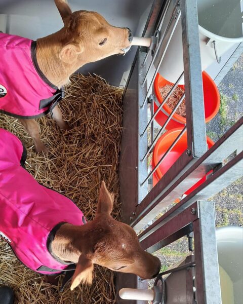 4-D AG Pink Calf Jacket : Small