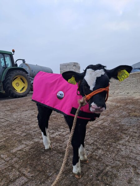 4-D AG Pink Calf Jacket : Small