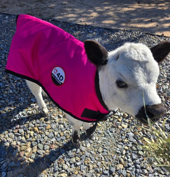 4-D AG Pink Calf Jacket : Small