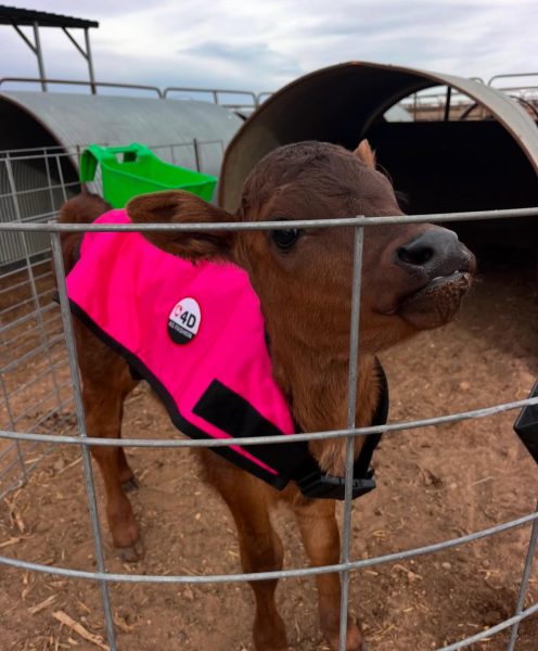 4-D AG Pink Calf Jacket : Small