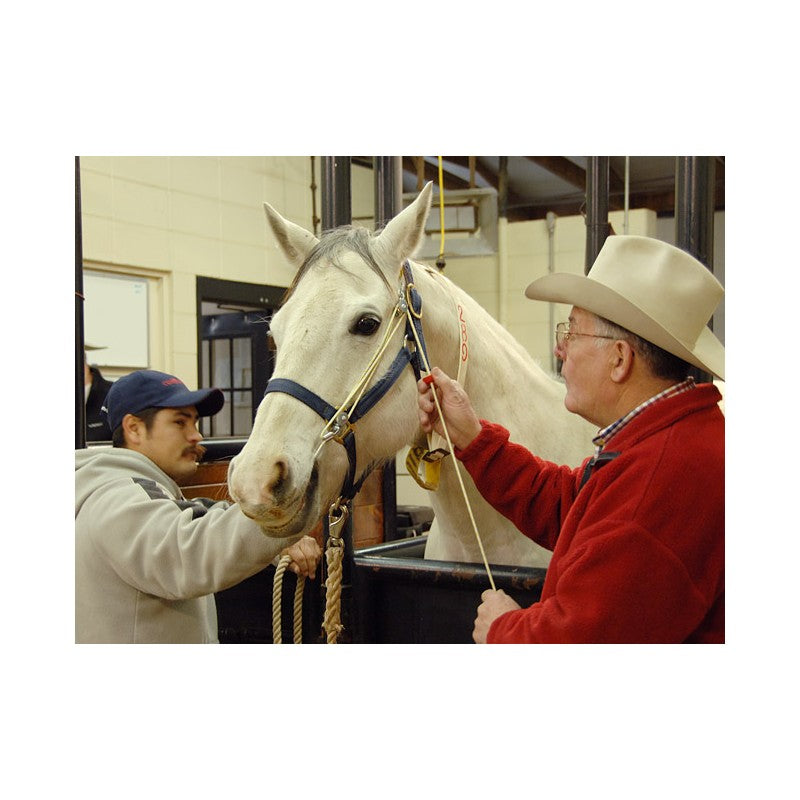 The Stableizer Equine Restraint : XLarge | Heritage Animal Health